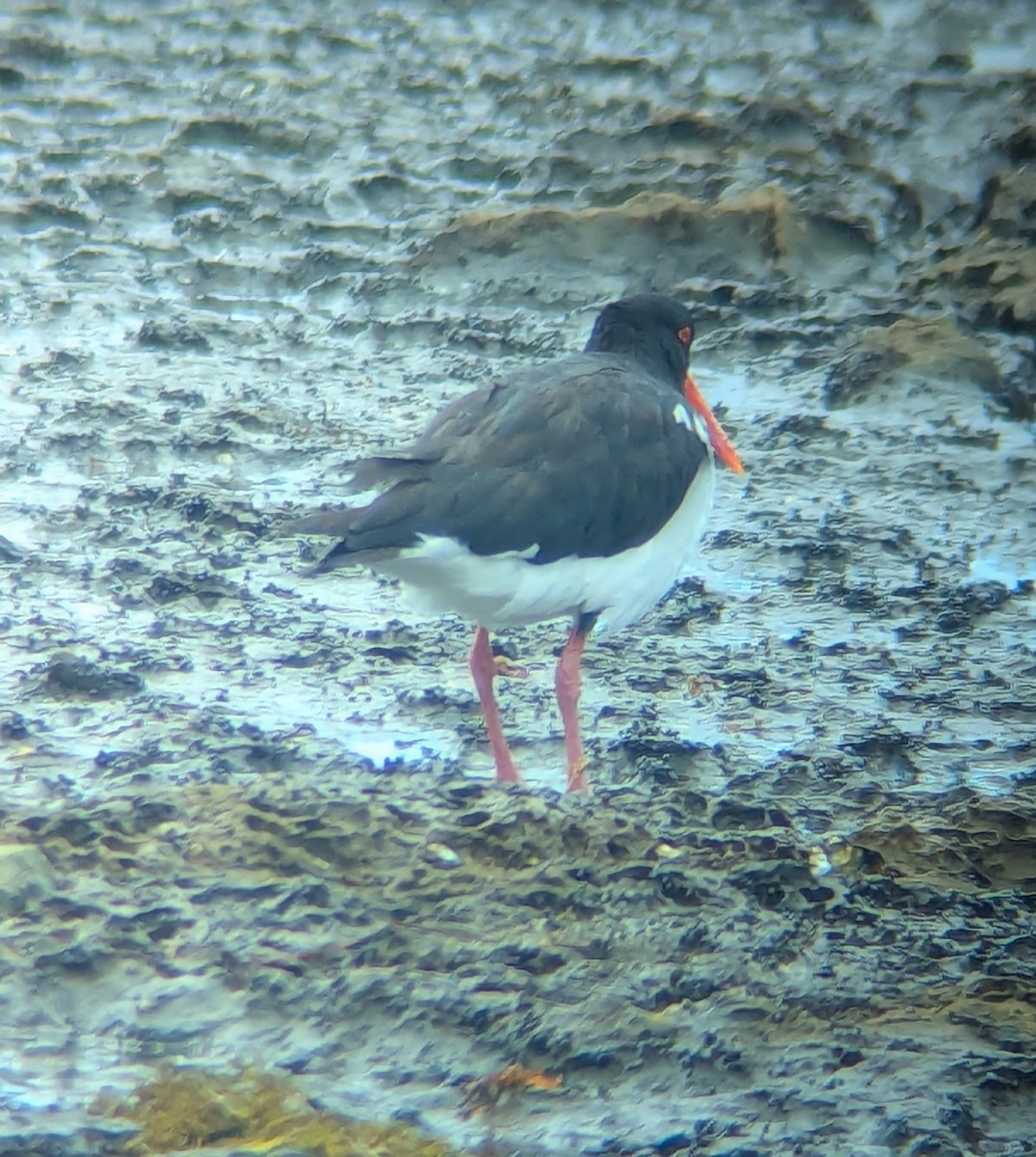 Pied Oystercatcher - ML629745155