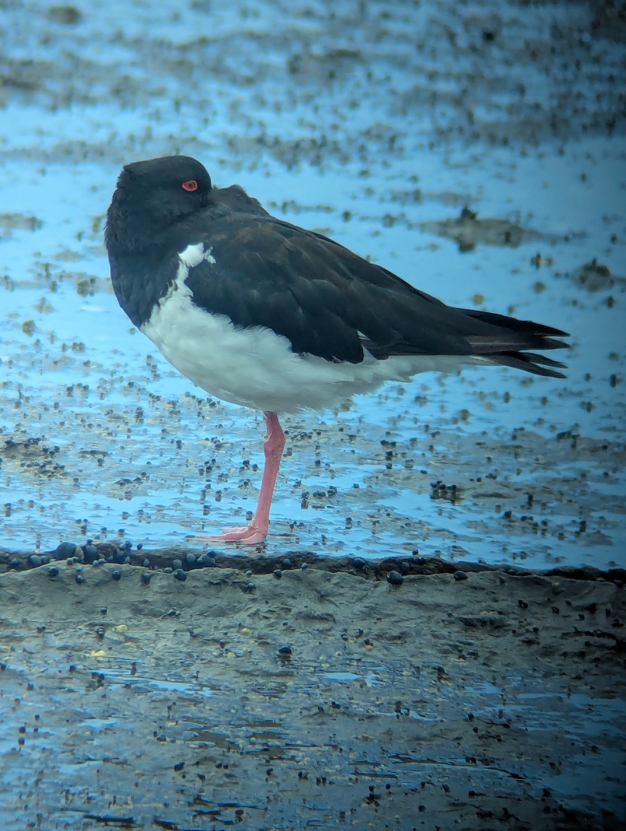 Pied Oystercatcher - ML629745156
