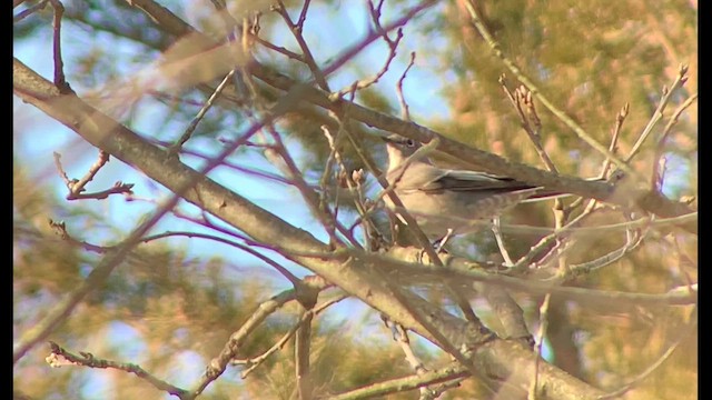Townsend's Solitaire - ML629745162
