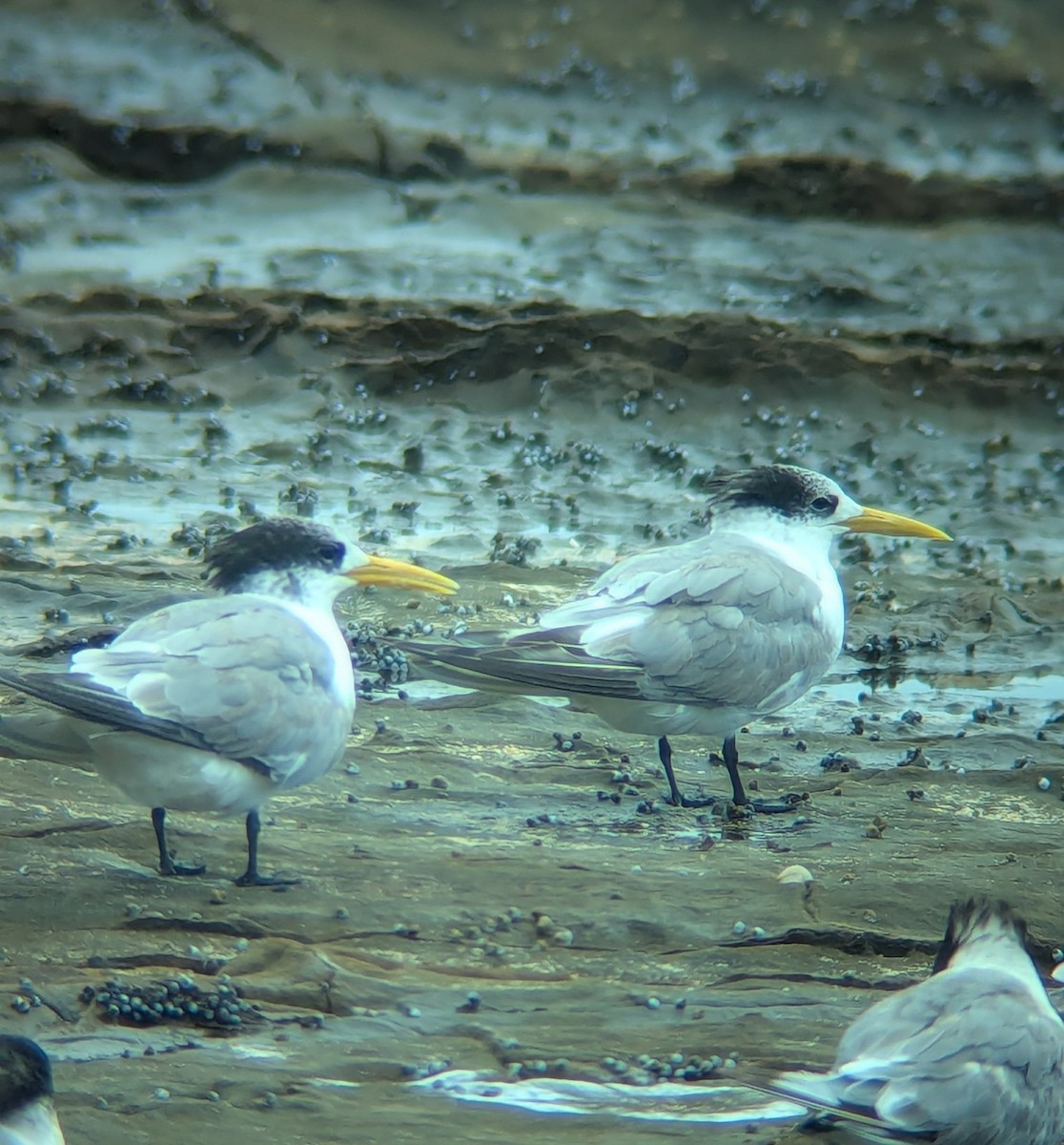 Great Crested Tern - ML629745195