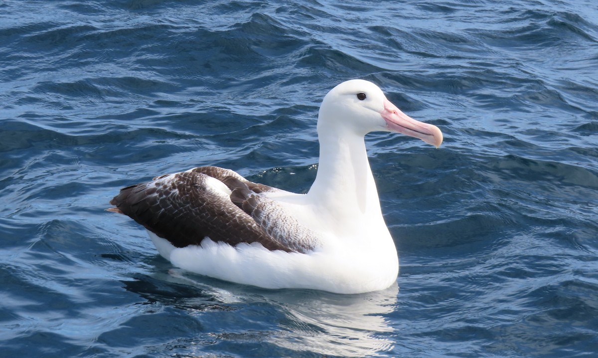 Northern/Southern Royal Albatross - ML629745375