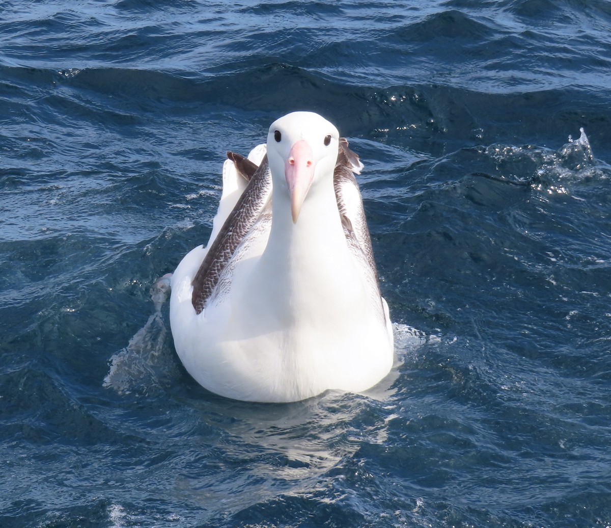 Northern/Southern Royal Albatross - ML629745376