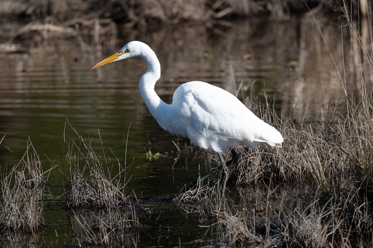 Цасч дэглий - ML629745426