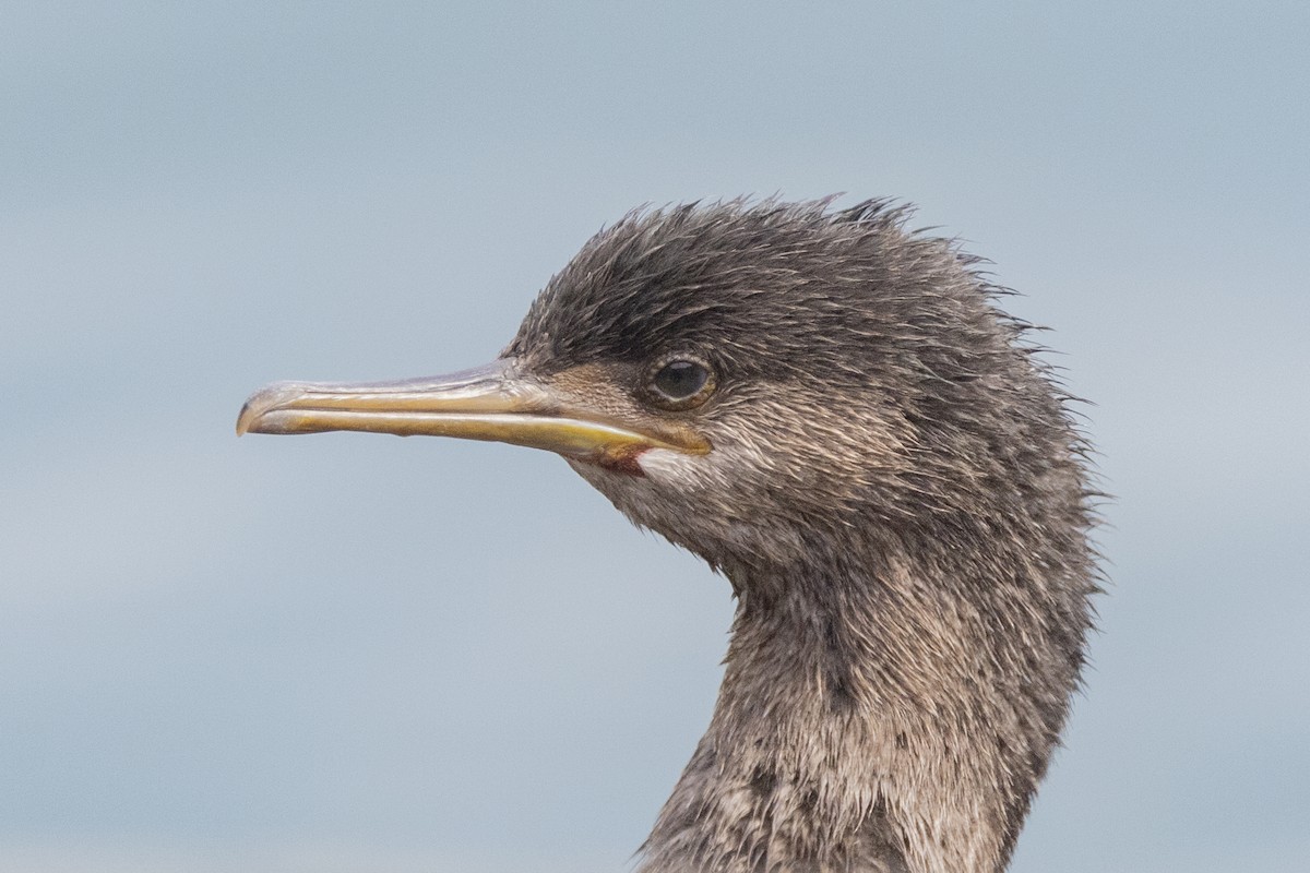 Pitt Island Shag - ML629745607