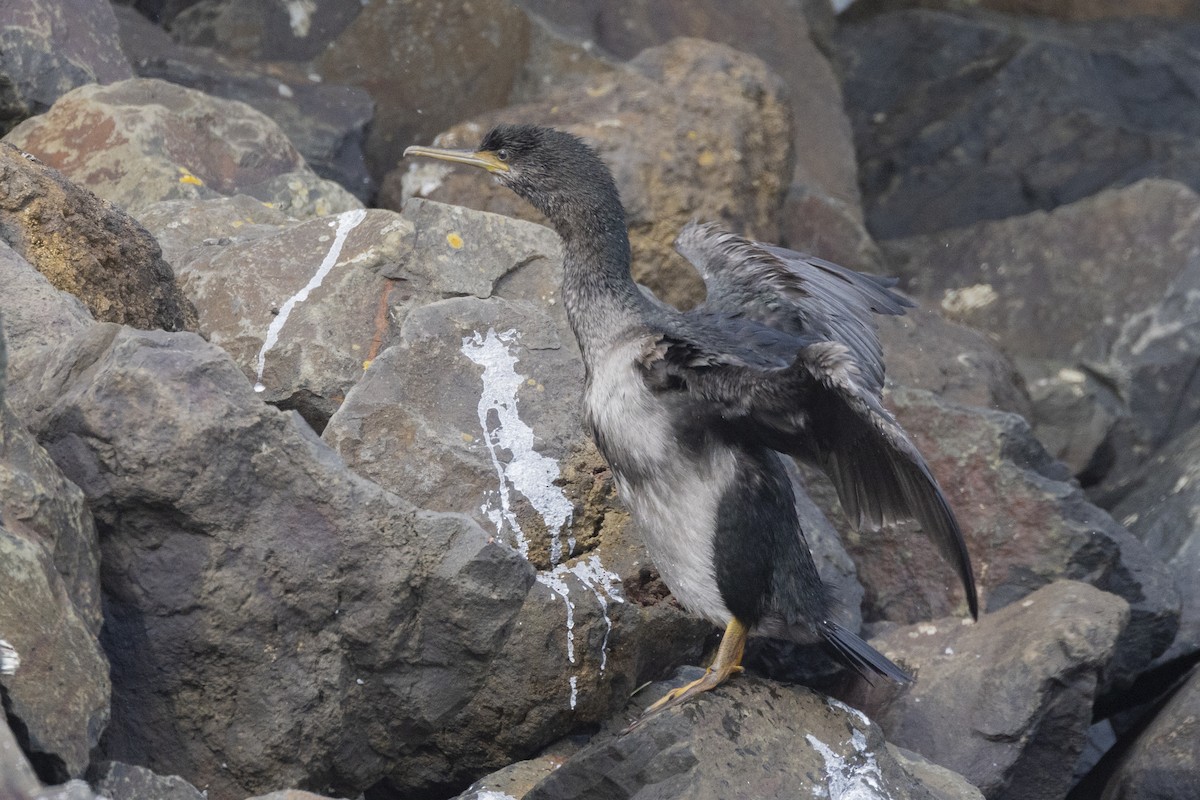 Pitt Island Shag - ML629745610