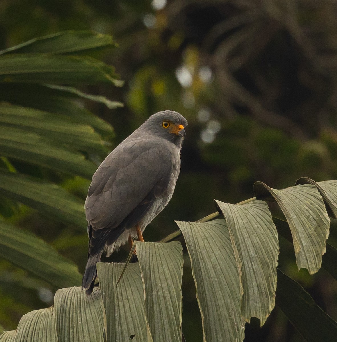 Roadside Hawk - ML629746077