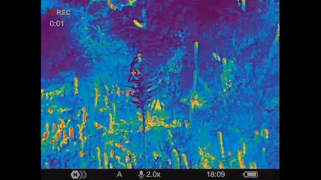 Variable Hawk - ML629746114