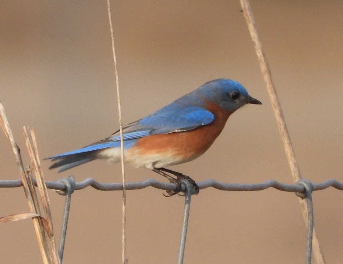 Eastern Bluebird - ML629746158