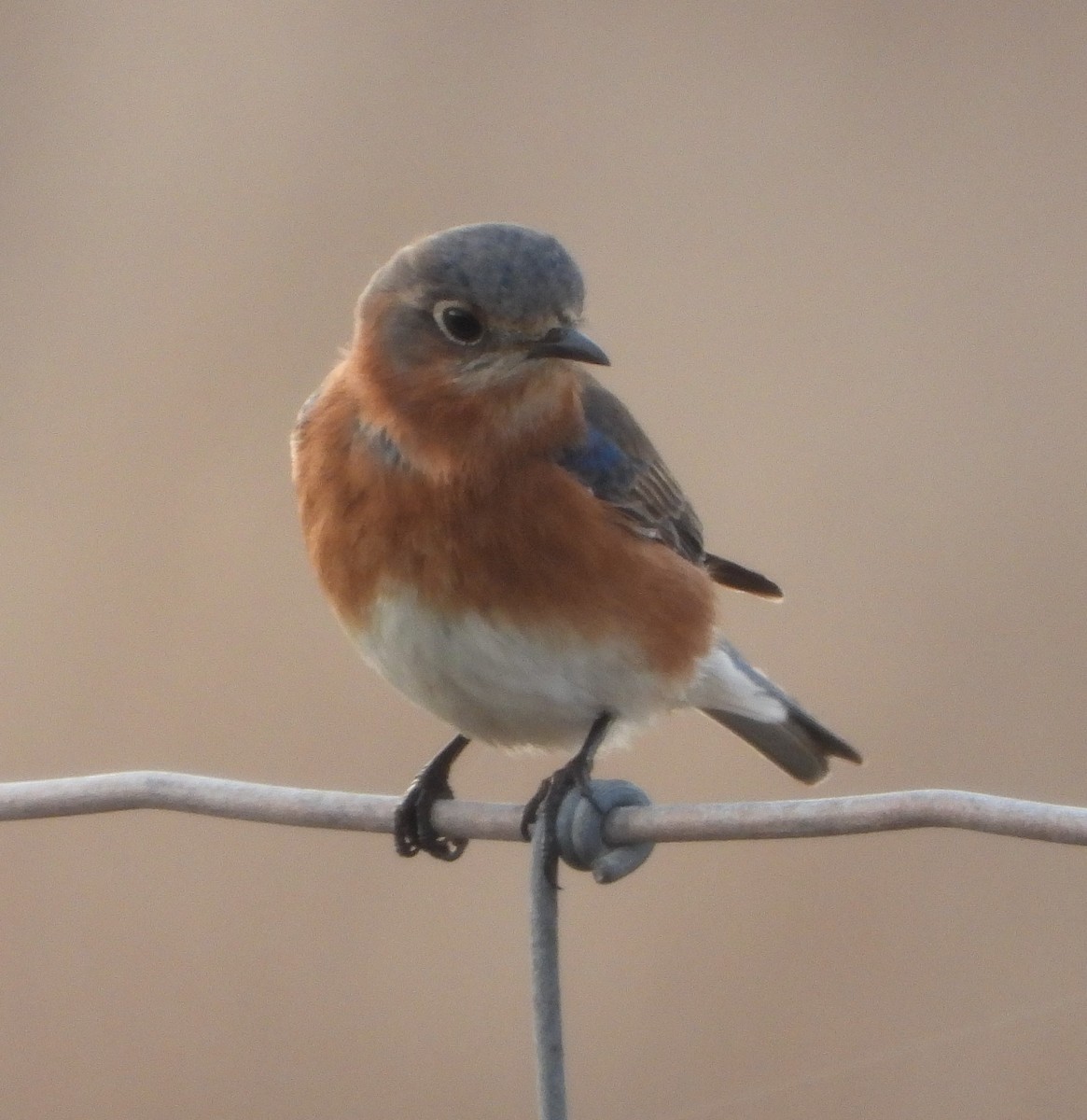 Eastern Bluebird - ML629746159