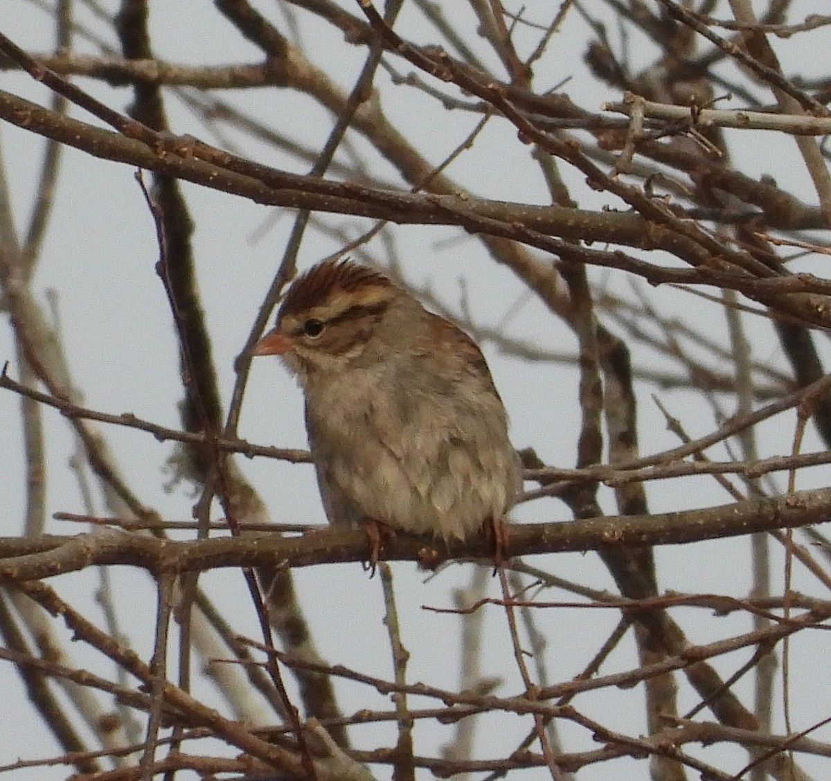 Chipping Sparrow - ML629746171