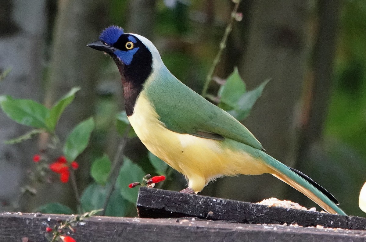 Green Jay (Inca) - ML629746252