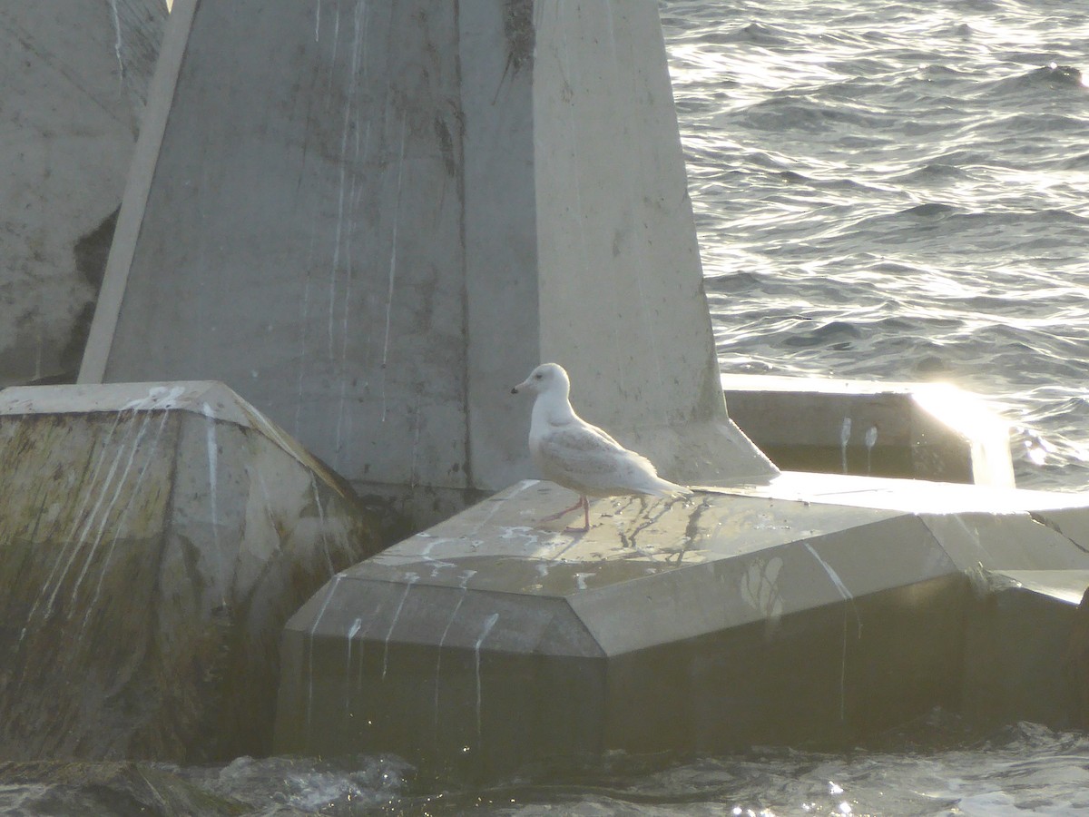 Glaucous Gull - ML629746359