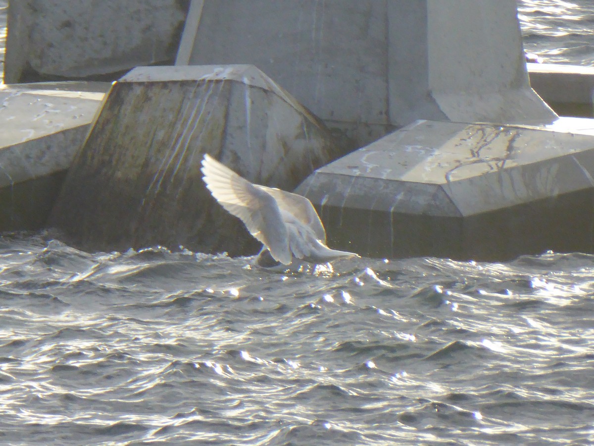 Glaucous Gull - ML629746360