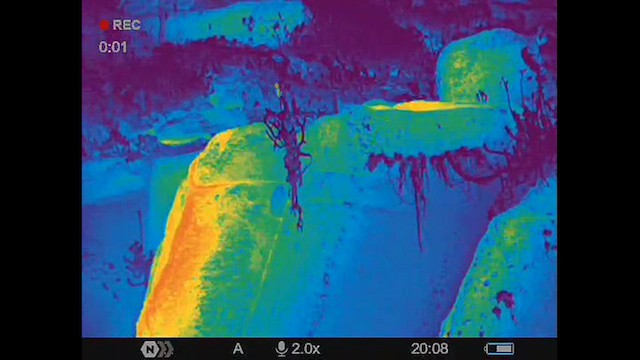 Gray-hooded Sierra Finch (minor) - ML629746362