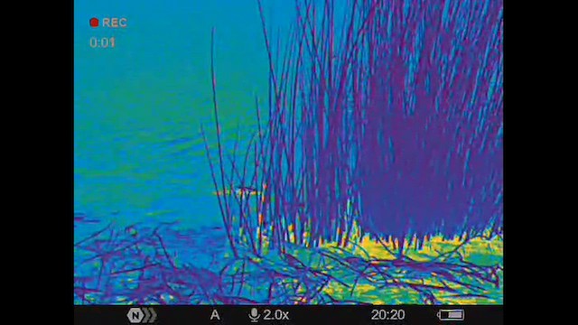 Plumbeous Rail - ML629746509