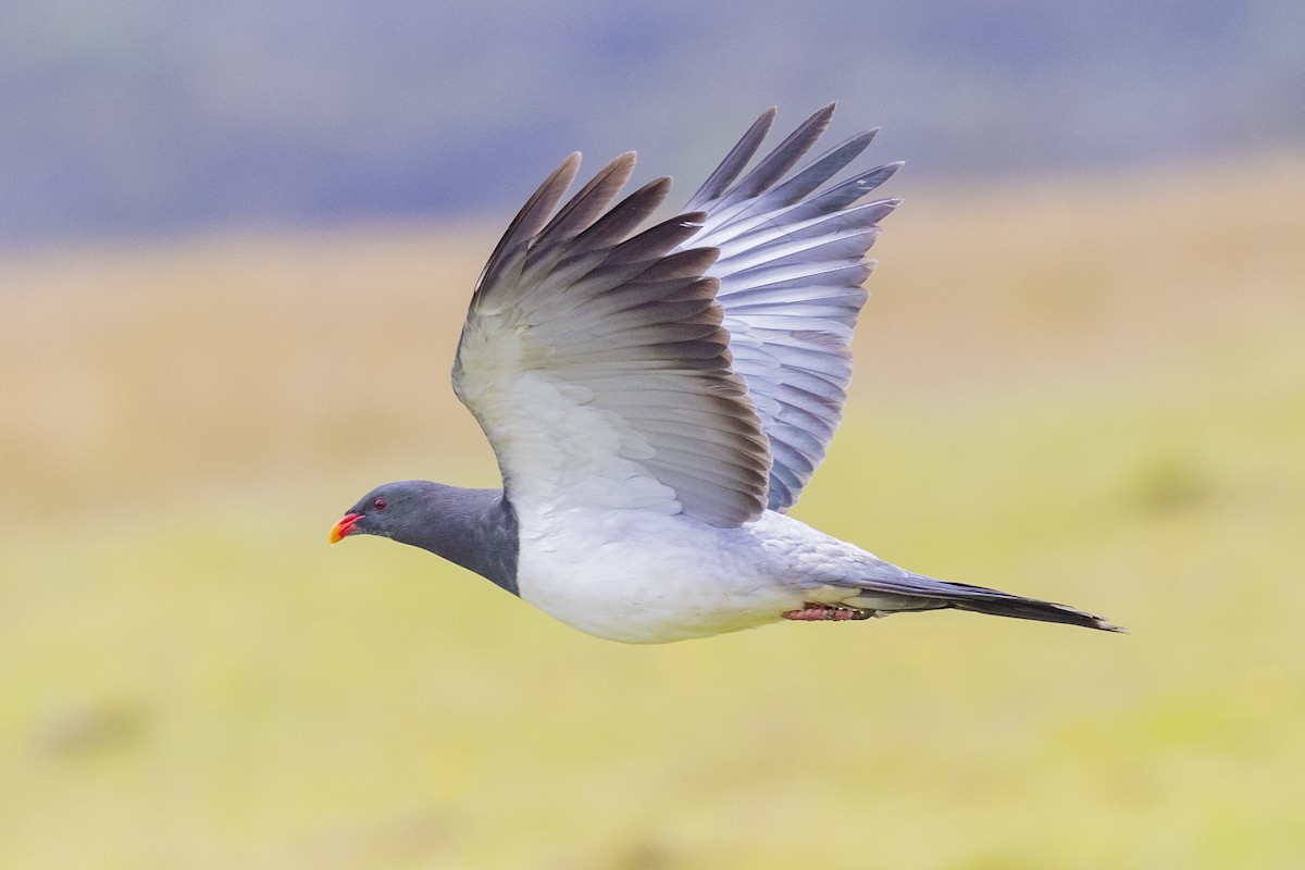 Chatham Islands Pigeon - ML629746811