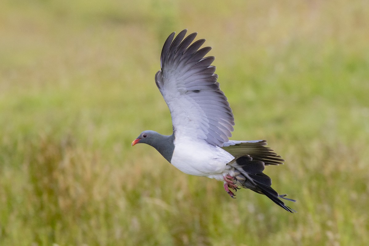 Chatham Islands Pigeon - ML629746812