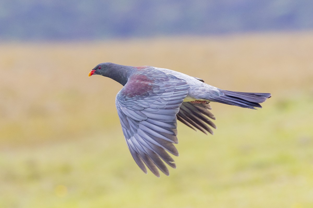 Chatham Islands Pigeon - ML629746813