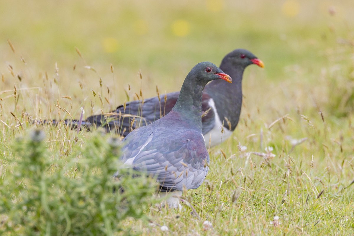 Chatham Islands Pigeon - ML629746814