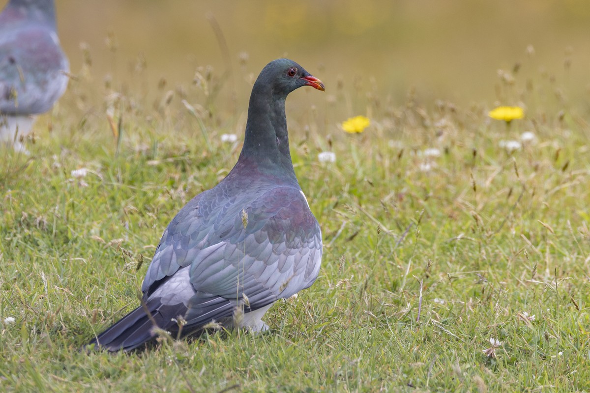 Chatham Islands Pigeon - ML629746815