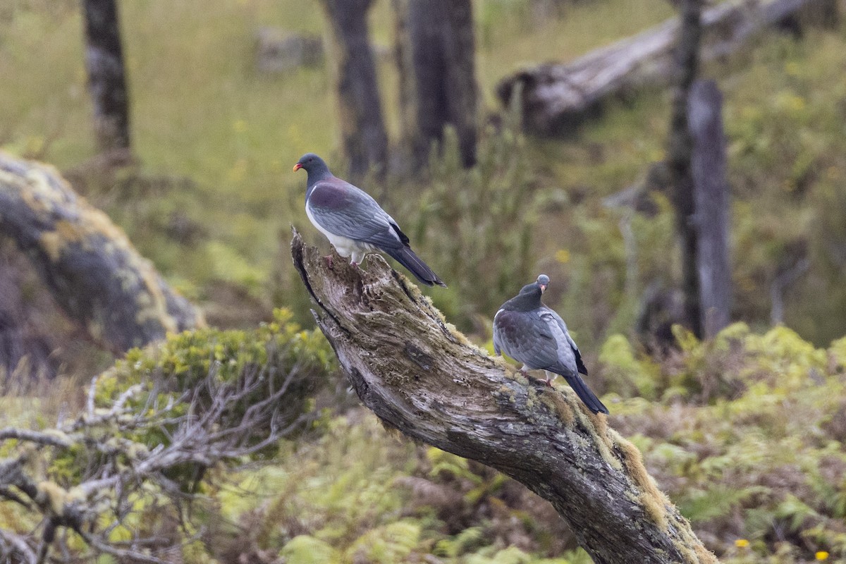 Chatham Islands Pigeon - ML629746816