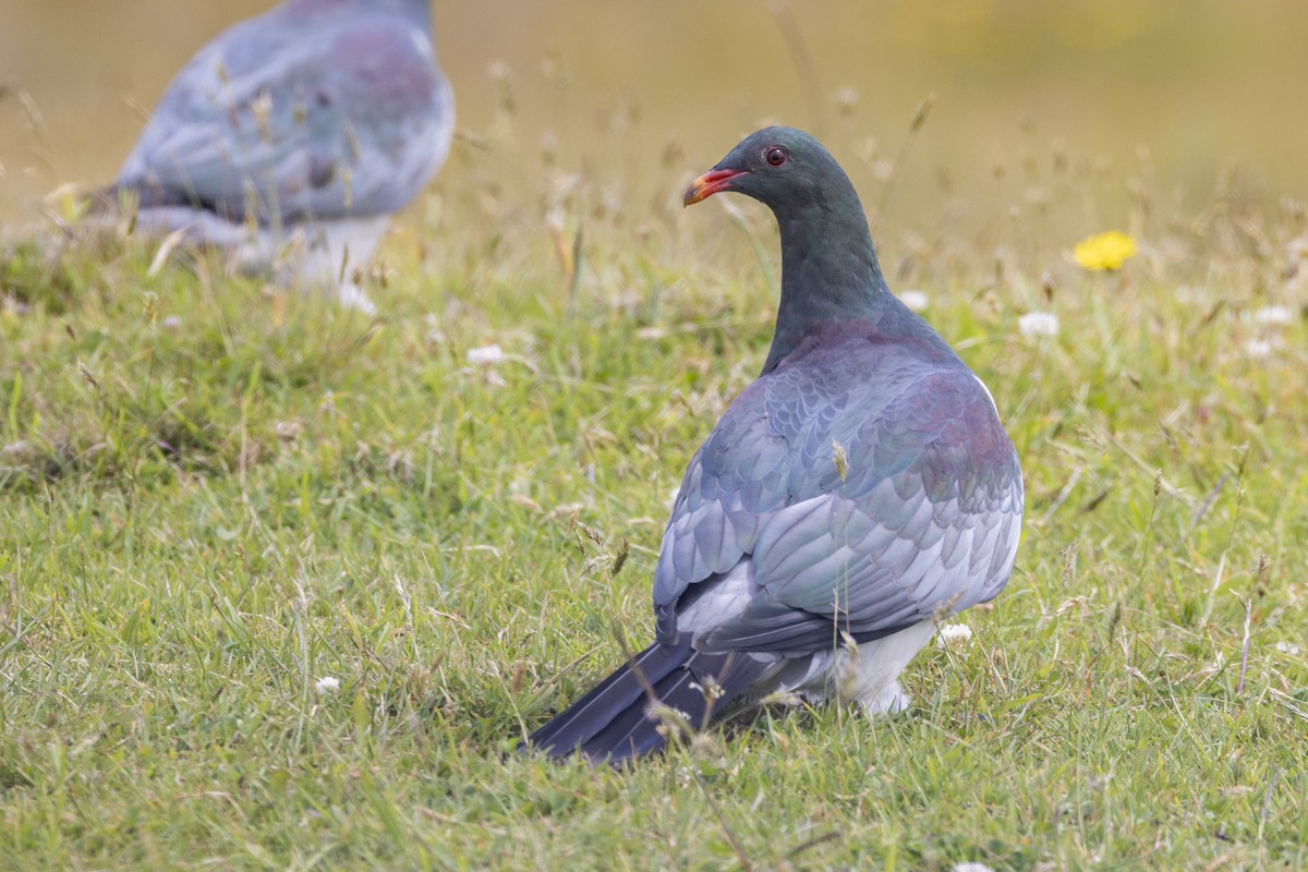 Chatham Islands Pigeon - ML629746817