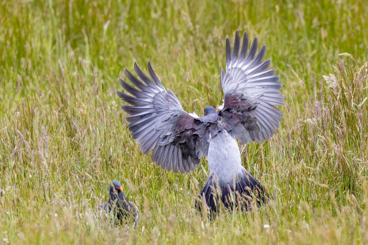 Chatham Islands Pigeon - ML629746818