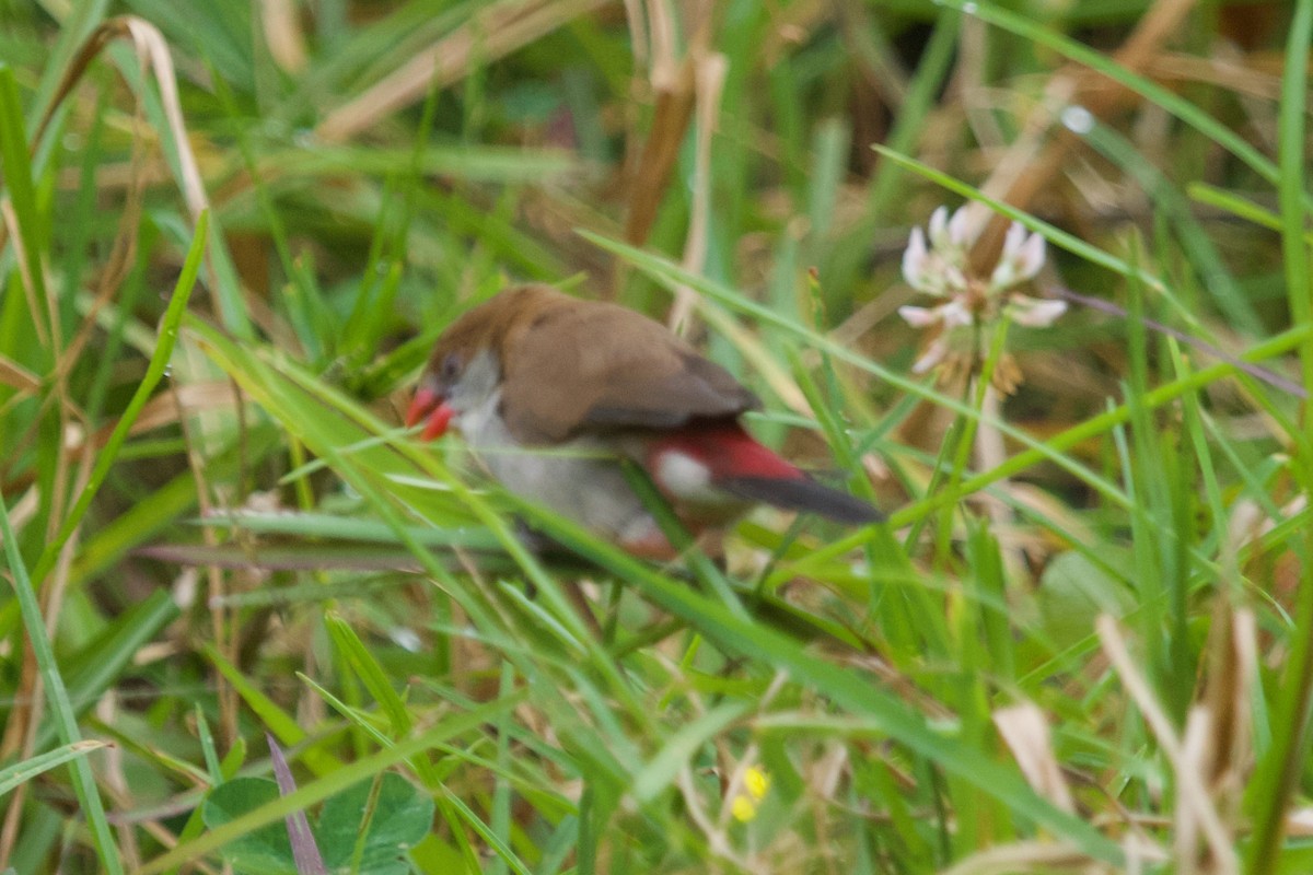 Fawn-breasted Waxbill - ML629746848