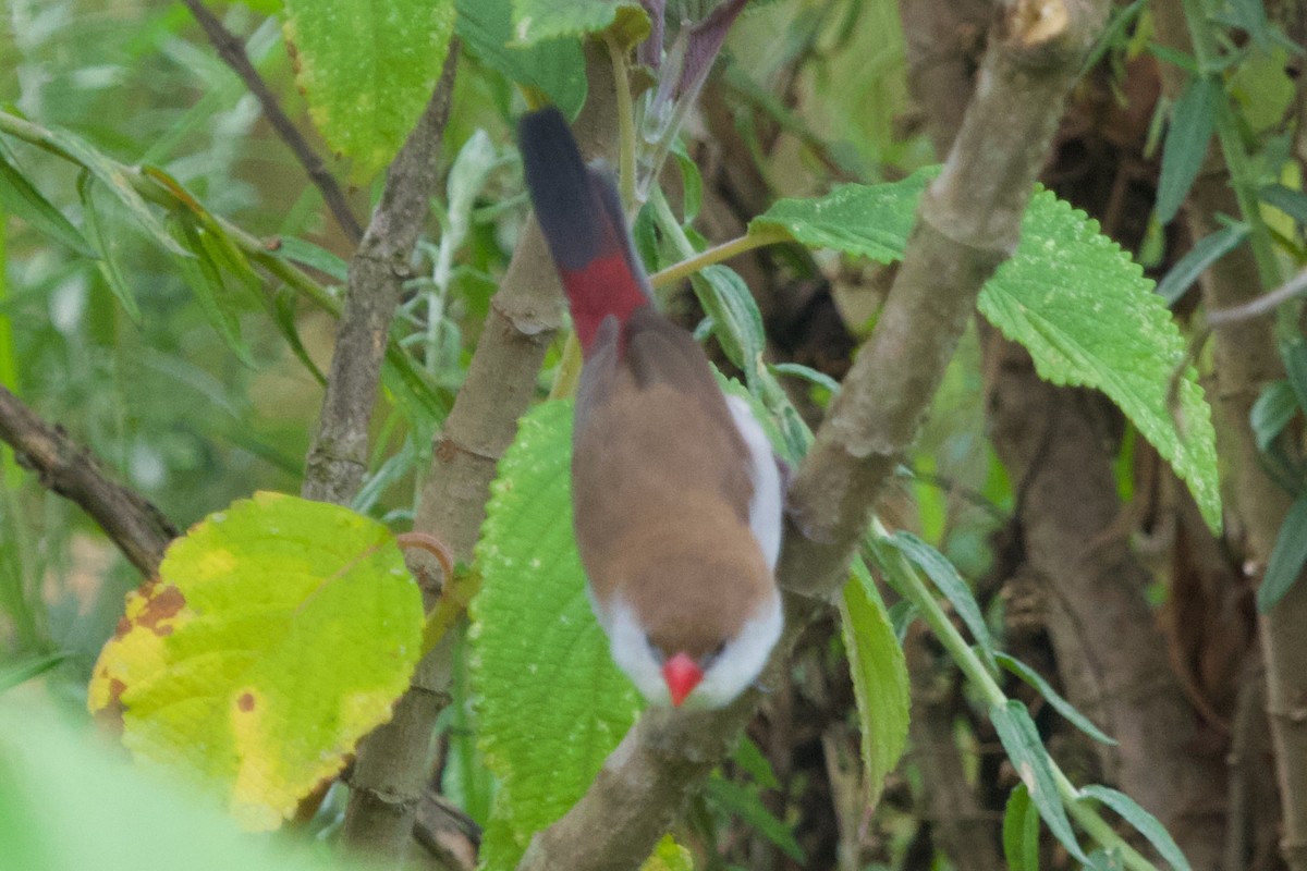 Fawn-breasted Waxbill - ML629746850