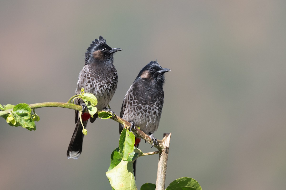 Red-vented Bulbul - ML629746968