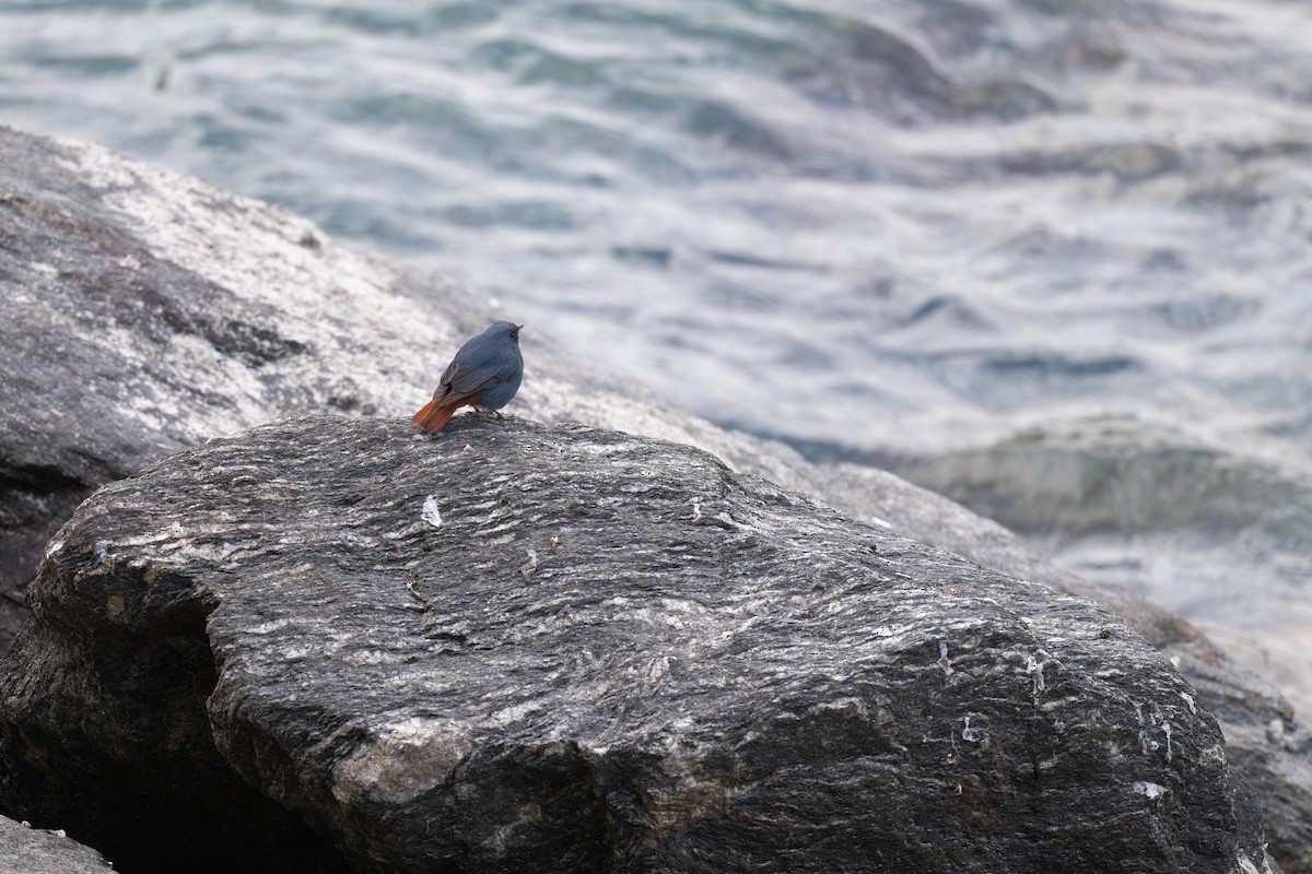 Plumbeous Redstart - ML629746971
