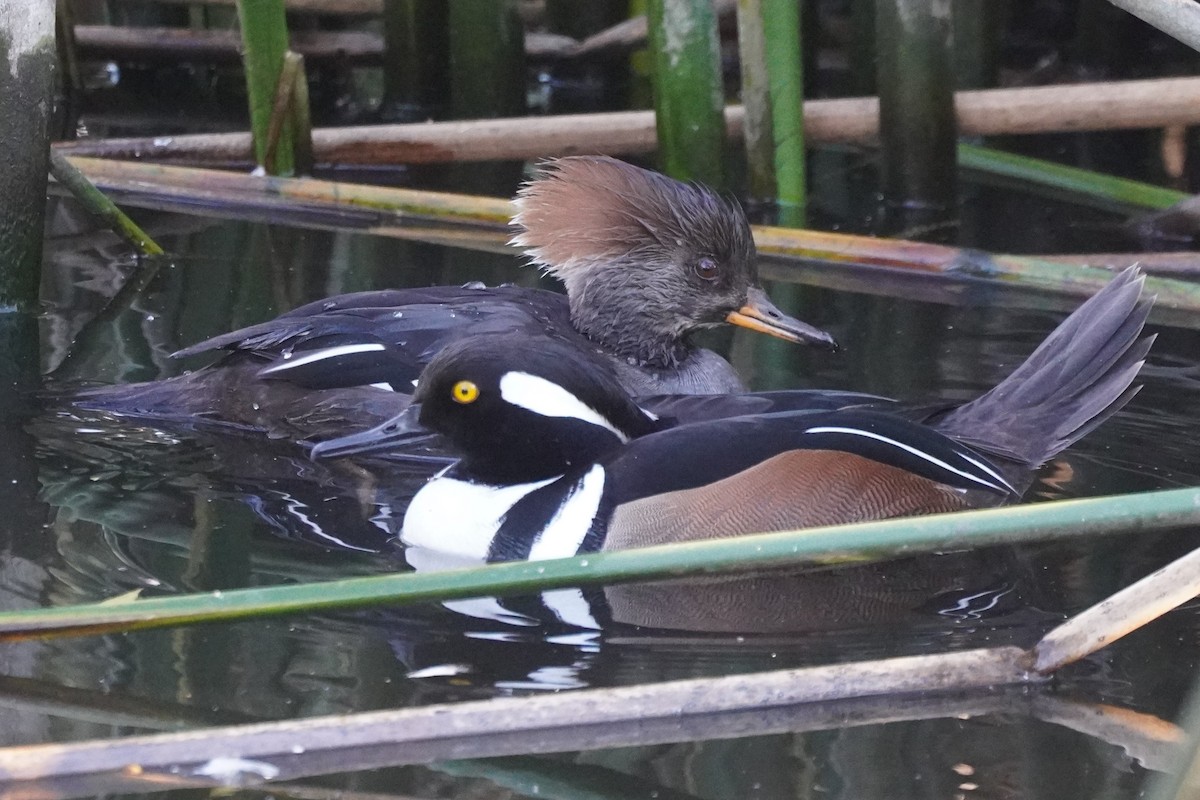 Hooded Merganser - ML629746995