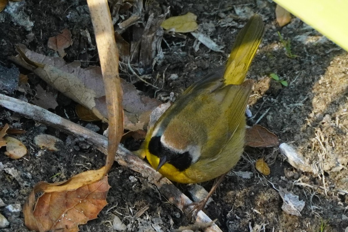 Common Yellowthroat - ML629747019