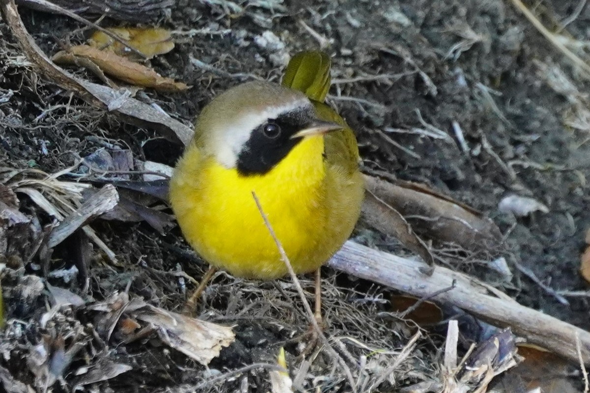 Common Yellowthroat - ML629747028