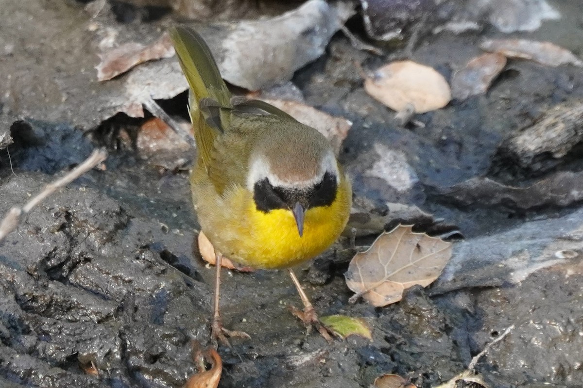 Common Yellowthroat - ML629747030