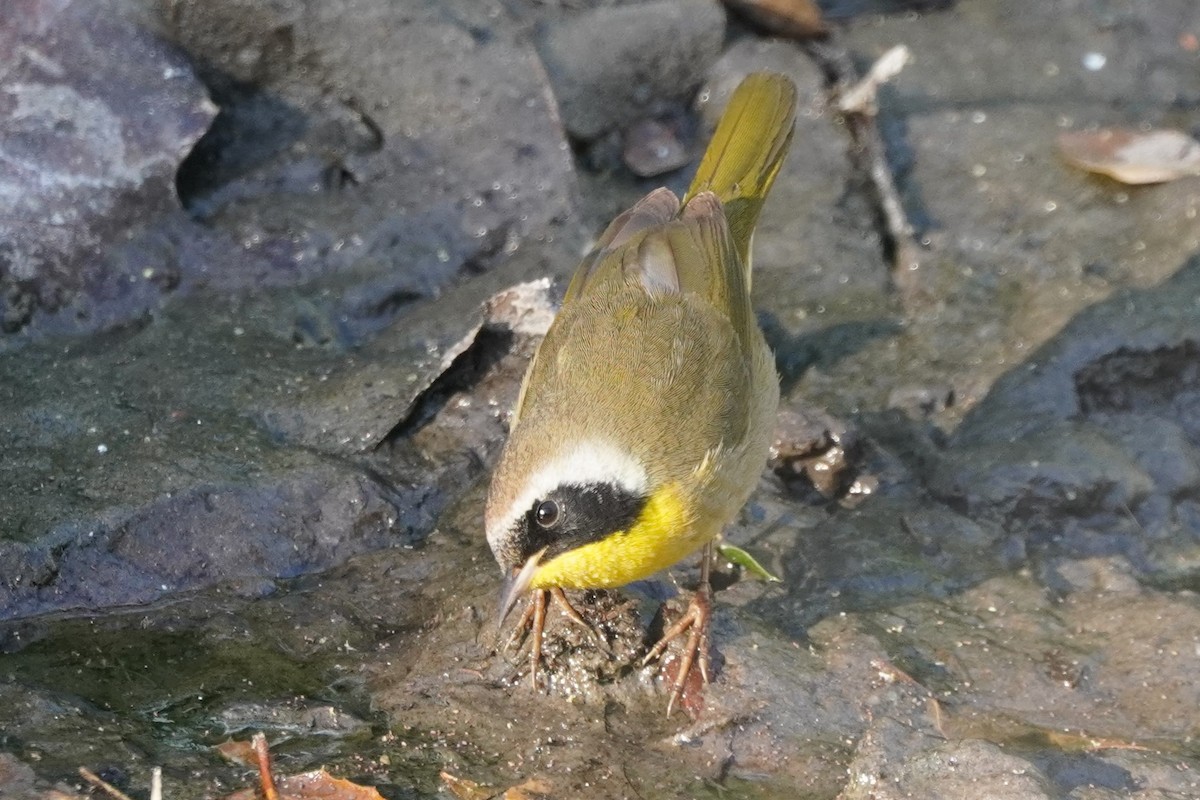 Common Yellowthroat - ML629747035