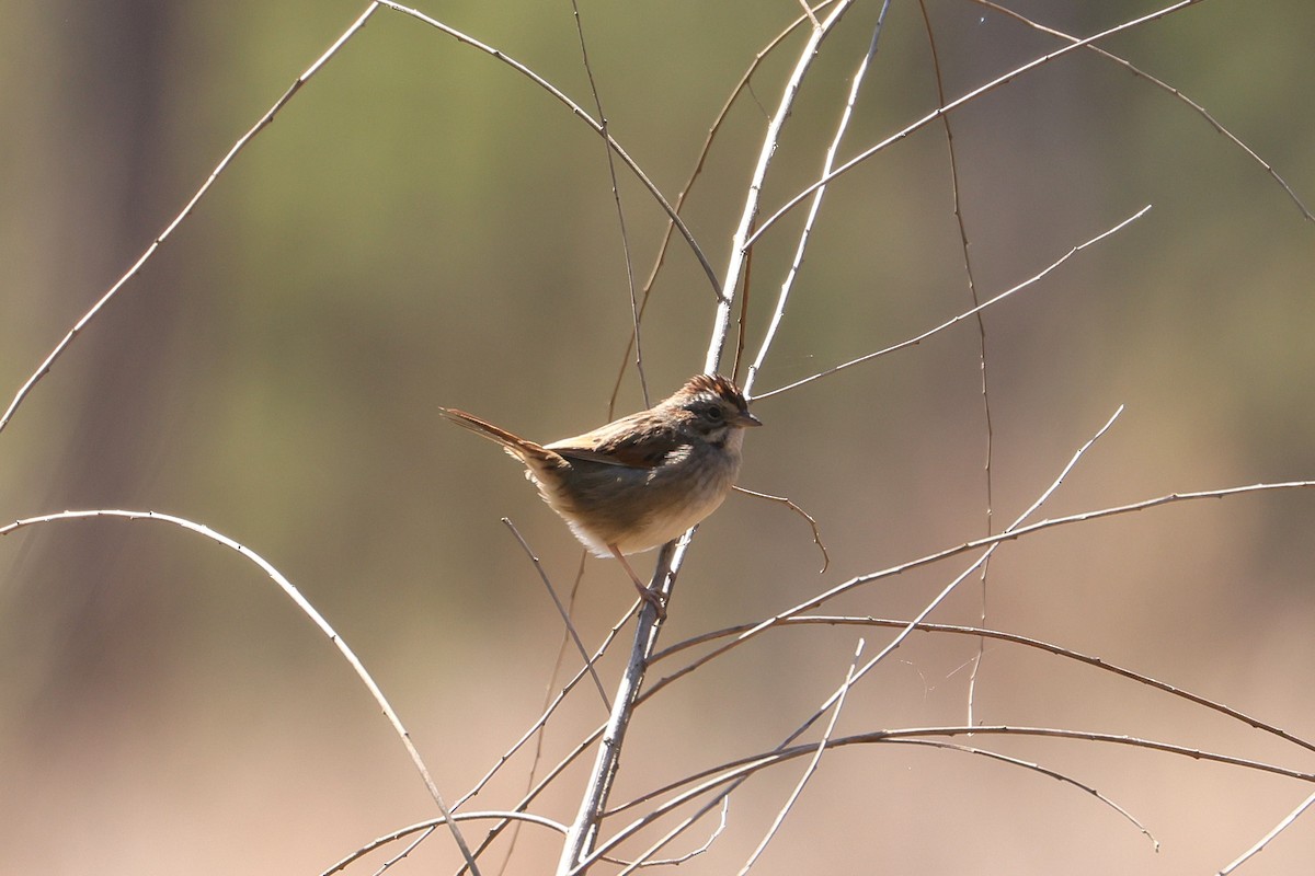Swamp Sparrow - ML629747038