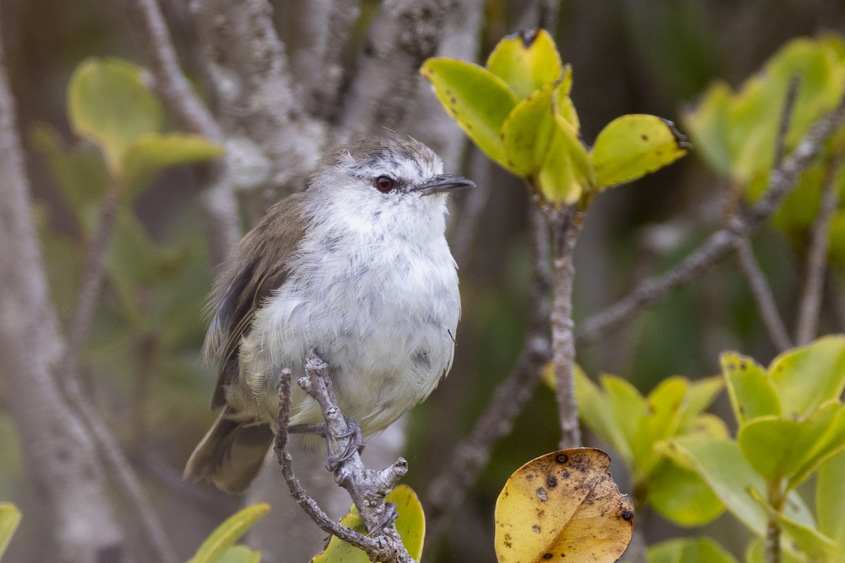 Chatham Islands Gerygone - ML629747134