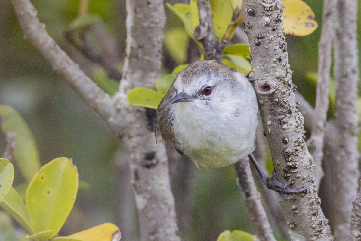 Chatham Islands Gerygone - ML629747135