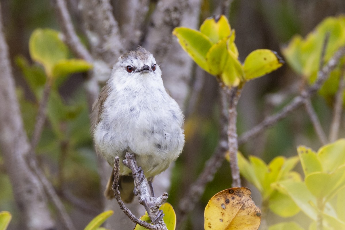 Chatham Islands Gerygone - ML629747136