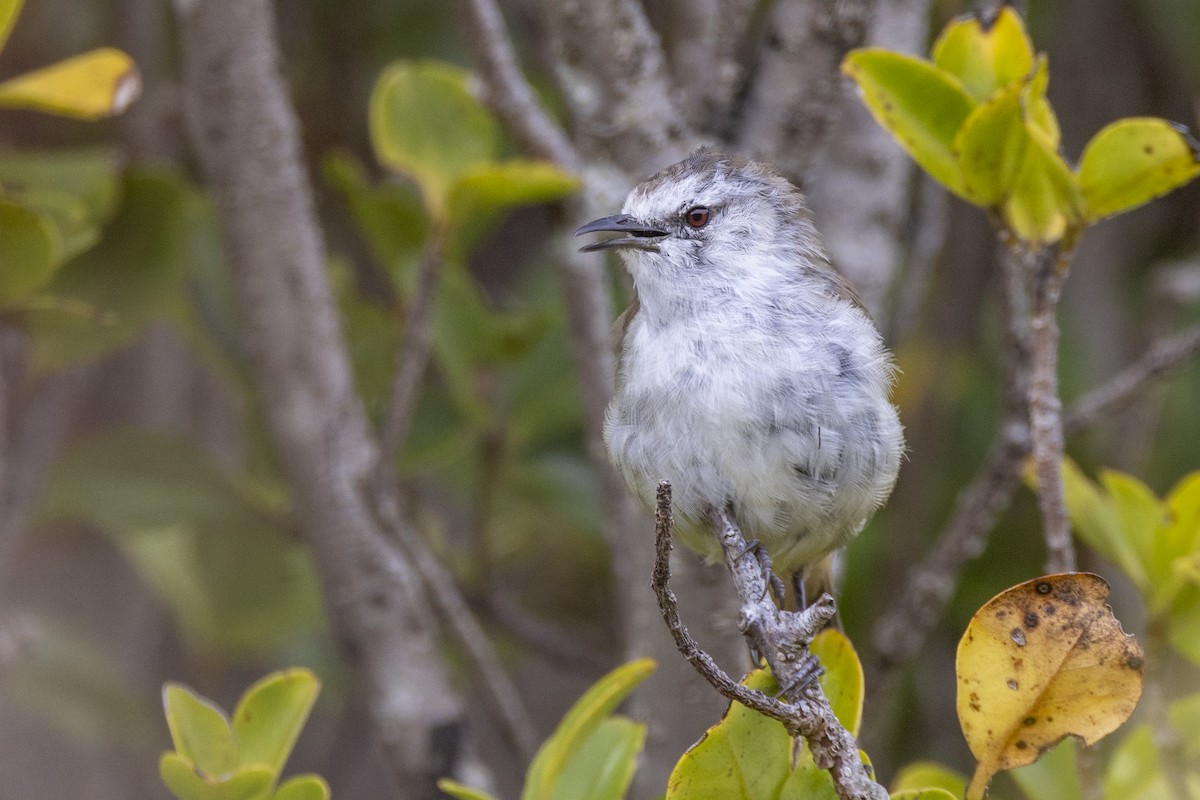 Chatham Islands Gerygone - ML629747138