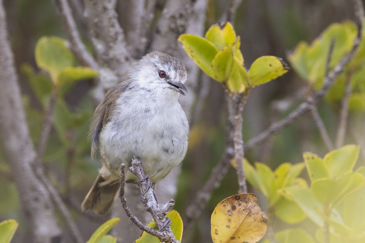 Chatham Islands Gerygone - ML629747139