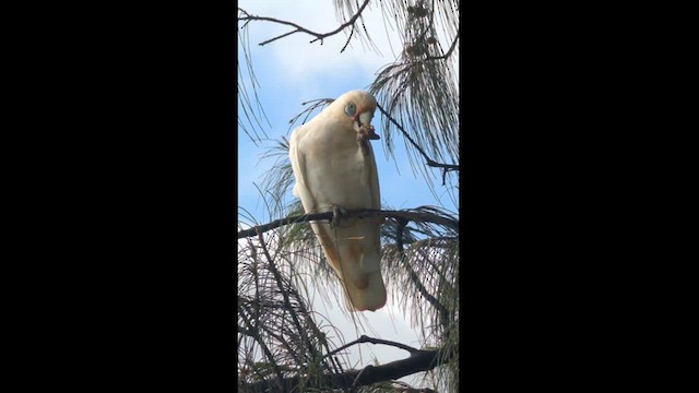 Little Corella - ML629747268