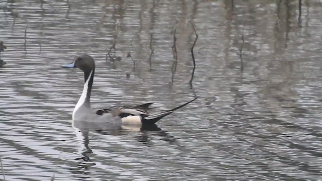 Northern Pintail - ML629747289