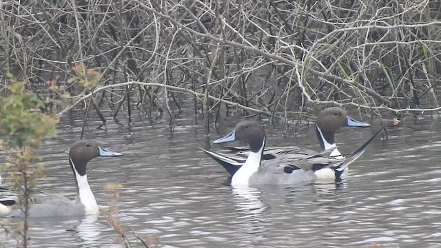 Northern Pintail - ML629747290