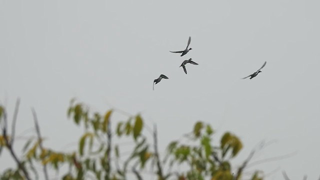 Northern Pintail - ML629747291