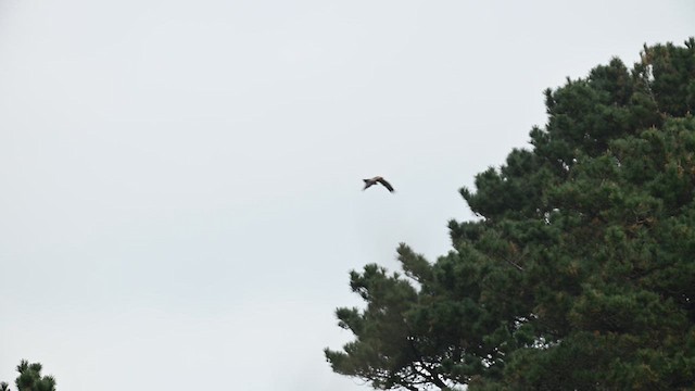 Booted Eagle - ML629747296