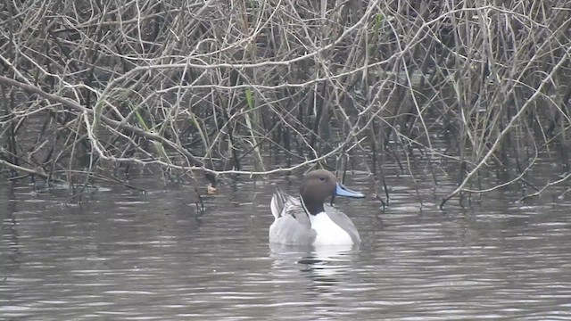 Northern Pintail - ML629747300