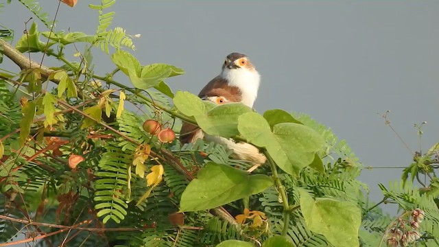 Yellow-eyed Babbler - ML629747393