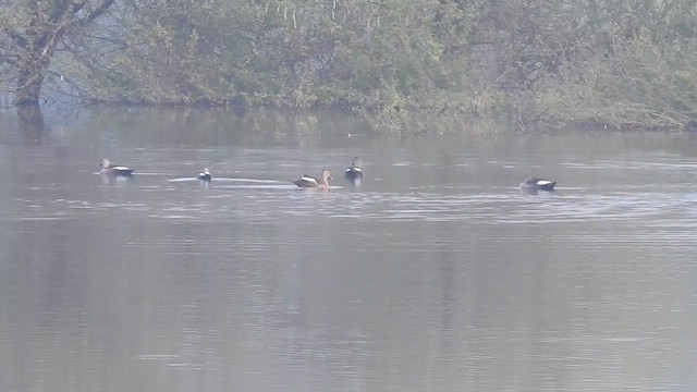 Indian Spot-billed Duck - ML629747420